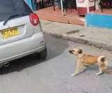 Indignación en Santander por presunto caso de abandono animal en plena vía publica