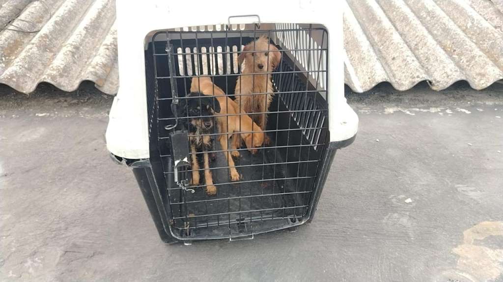 Tres perros rescatados en Cali fueron trasladados al Centro de Bienestar Animal para recibir atención veterinaria, mientras avanza la investigación por presunto abandono y maltrato.