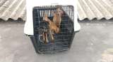 ¿Quién controla a los maltradores de animales y por qué hoy pueden seguir adoptando?