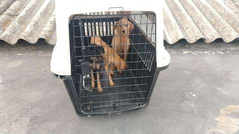 ¿Quién controla a los maltradores de animales y por qué hoy pueden seguir adoptando?