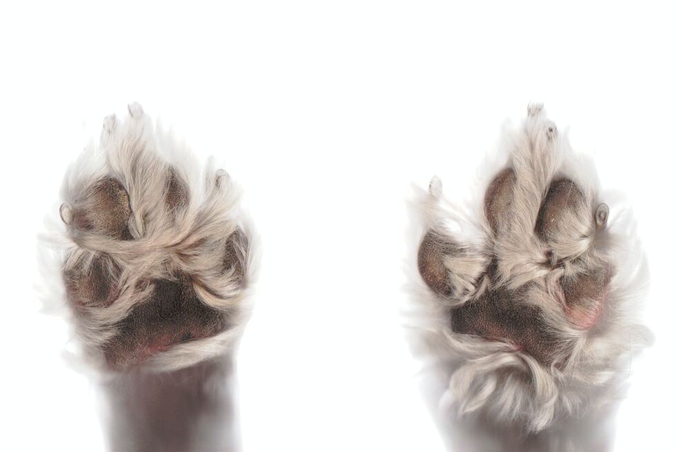 Patas de perritos