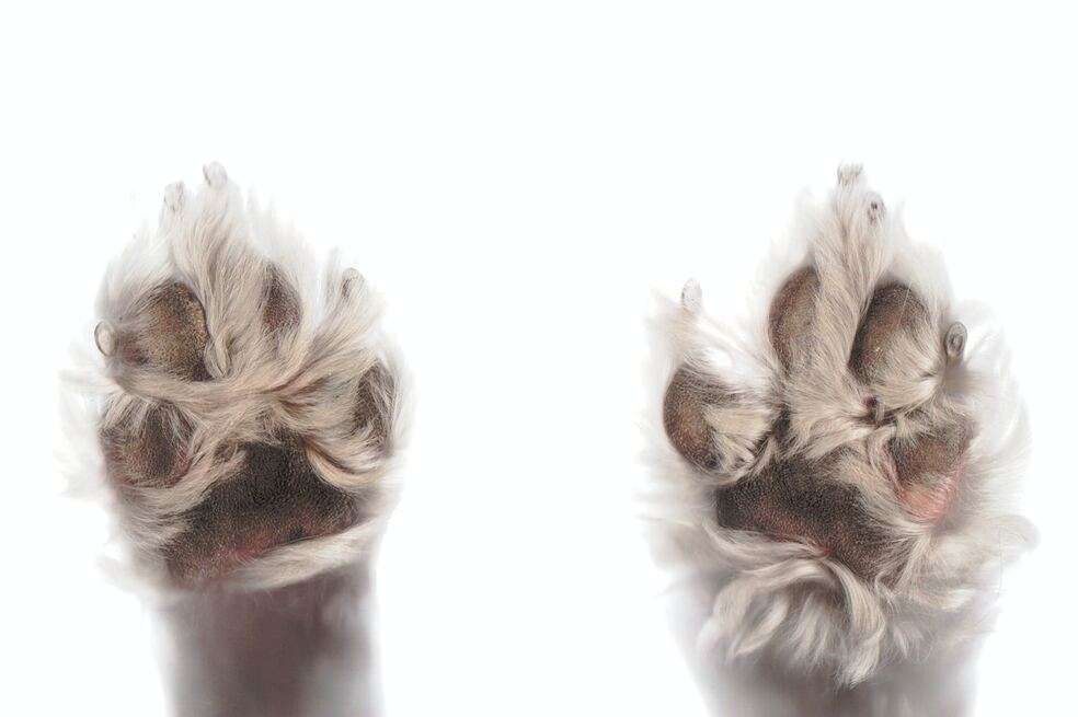 Patas de perritos