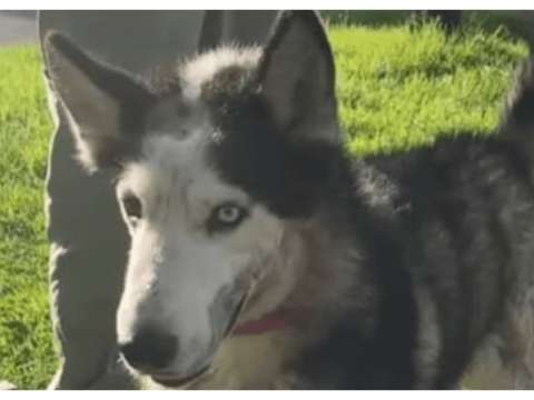 Scar, el perro que sobrevivió a brutal ataque con machete, lucha por una nueva vida