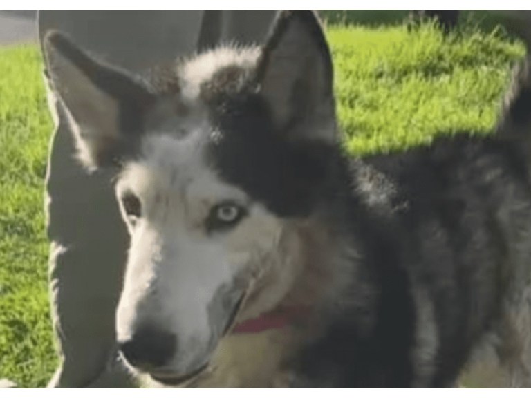 Scar, el perro que sobrevivió a brutal ataque con machete, lucha por una nueva vida