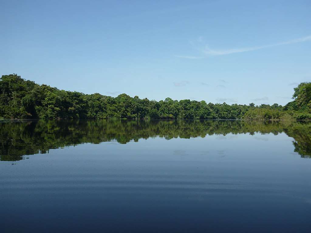 En Brasil, la tasa de pérdida de bosques primarios aumentó 15% entre 2021 y 2022, en particular en la Amazonia.
