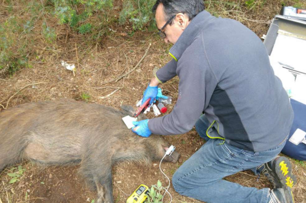 Un jabalí busca comida en los contenedores de un parque, en Hong Kong (China). EFE/ Jerome Favre