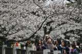 En imágenes: la floración de cerezos en Tokio atra a miles de turistas