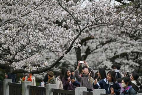 En imágenes: la floración de cerezos en Tokio atra a miles de turistas
