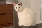 Su gato no dejaba de maullar y lo llevó al veterinario. No esperaba el diagnóstico