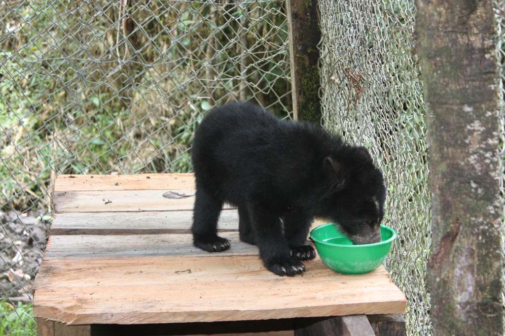 El oso de anteojos es el único oso de Sudamérica y es endémico de los Andes tropicales.