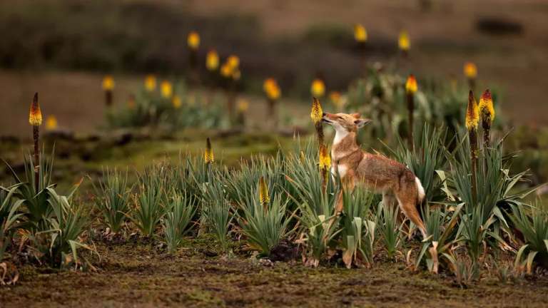 Un lobo etíope se alimenta del néctar de una flor de "poker rojo". Este animal es el primer gran carnívoro conocido que bebe néctar y que, al parecer, actúa como polinizador.