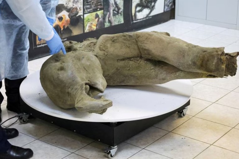 Encuentran los restos de un mamut de 50.000 años de antigüedad