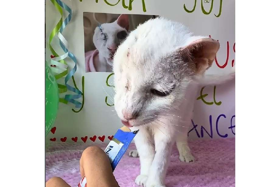 La Fundación Por Amor A Rocky compartió la emotiva noticia de que Venus superó el cáncer y se encuentra en buen estado de salud.