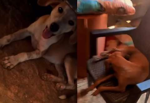 “Yo no me voy a mover” defensora de animales resiste la violencia en el Catatumbo