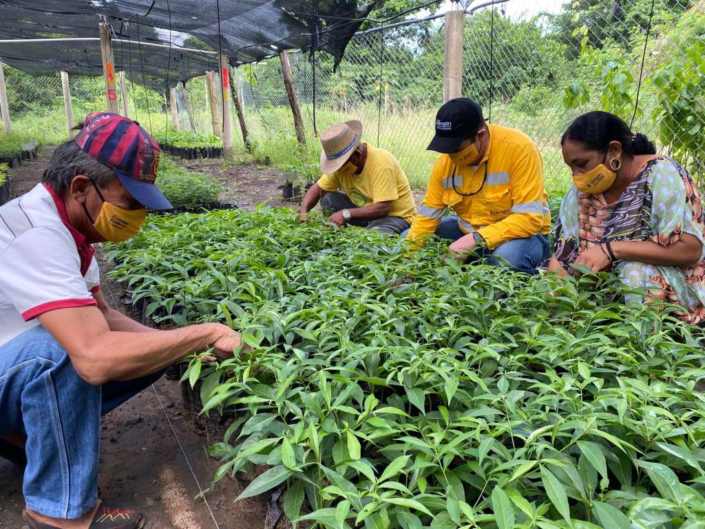El éxito del proyecto ha radicado en combinar el conocimiento técnico de la empresa y el conocimiento tradicional de las comunidades. Foto: Cerrejón.