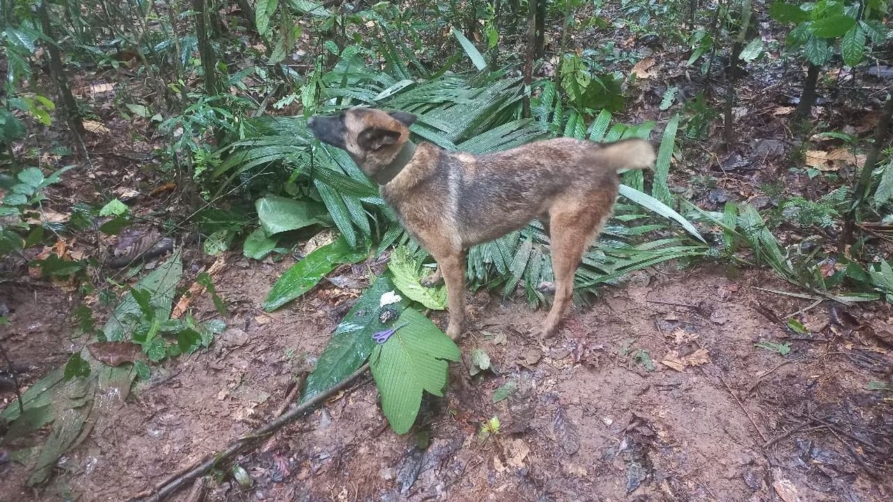 Wilson, el perro que buscaba a los niños en la selva, no aparece, según Petro