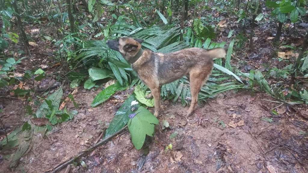 Wilson, el perro que buscaba a los niños en la selva, no aparece, según Petro
