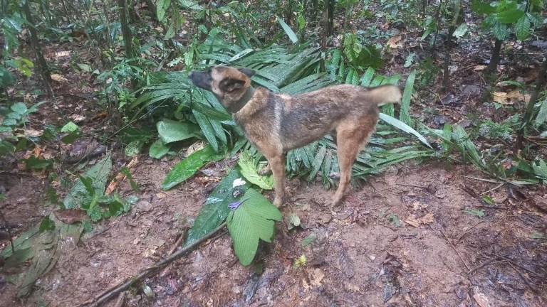 ¿Qué pasó con el perro Wilson? Niños perdidos en la selva nunca se encontraron con él