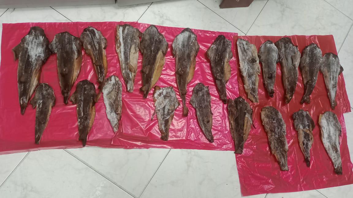 En la imagen se aprecian 21 trozos de lo que parece ser aleta de tiburón tollo. Hay varias especies de este género que se encuentran amenazadas.
