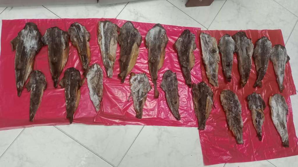En la imagen se aprecian 21 trozos de lo que parece ser aleta de tiburón tollo. Hay varias especies de este género que se encuentran amenazadas.