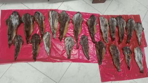 En Bogotá están vendiendo carne de tiburón: Procuraduría pidió explicaciones