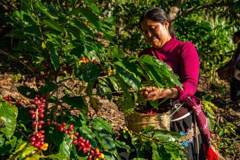 Así van las agroexportaciones colombianas a seis meses de los aranceles de EE.UU.