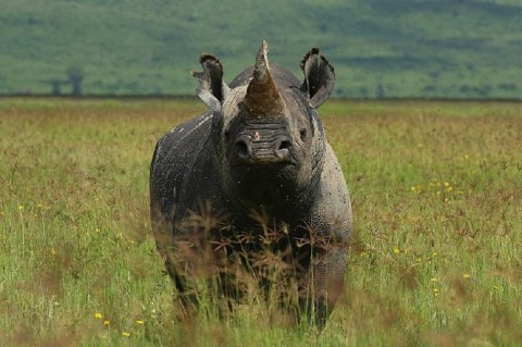 Rinocerontes negros vuelven a Ruanda después de diez años