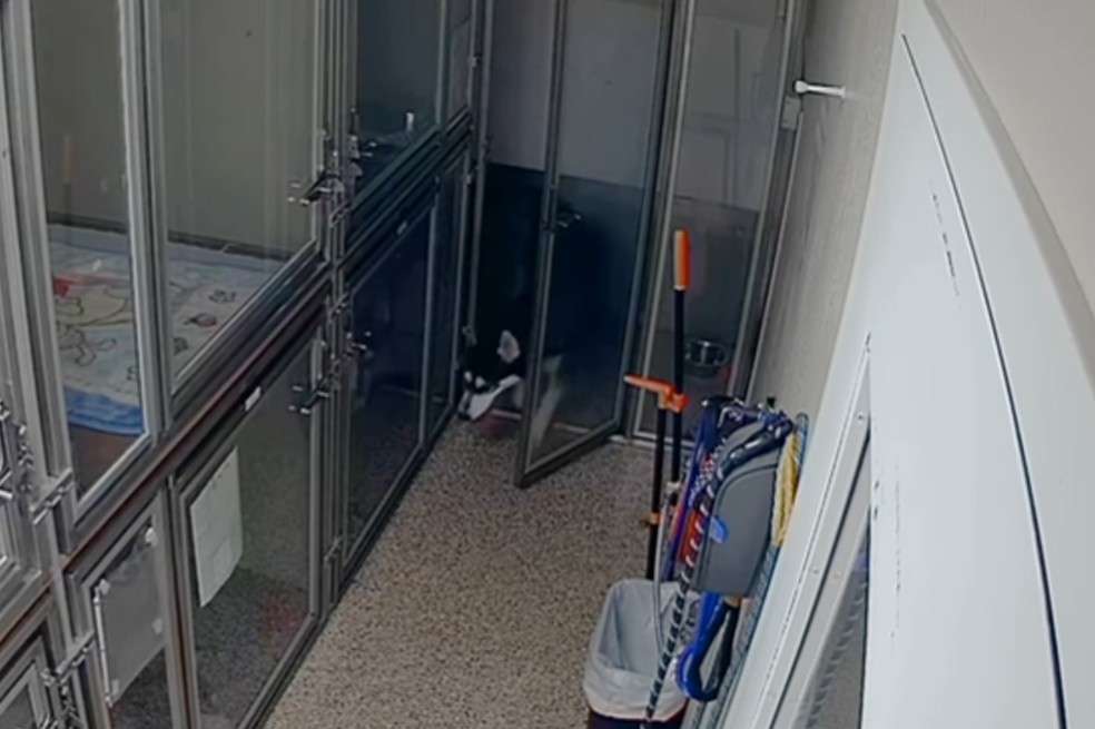 Perro escapa de su perrera, activa la alarma y luego intenta liberar a sus amigos