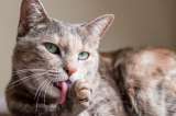 ¿Cuáles son las principales señales de que su gato está envejeciendo?