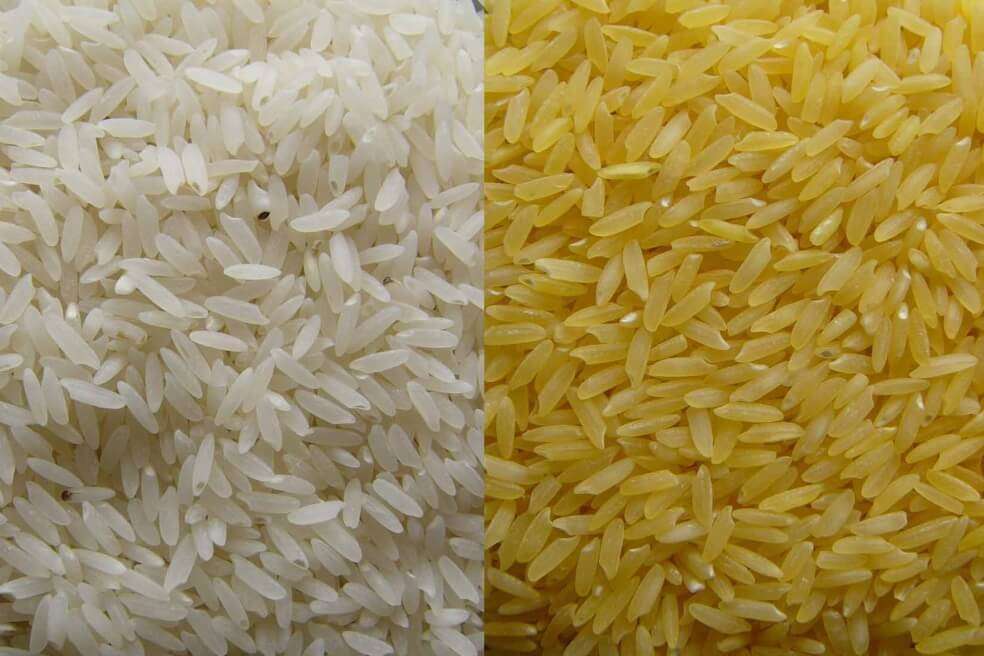 Organizaciones como Greenpeace aseguran que lo invertido en desarrollar este tipo de arroz pudo haberse invertido en sanear el hambre de millones de personas. / The golden rice project