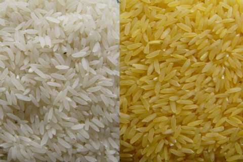 El arroz modificado genéticamente que combatiría la ceguera