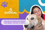 (Video) ¿Por qué los perros más grandes viven menos? Esto dice la ciencia