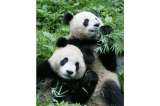Greenpeace denuncia tala ilegal en santuario de pandas de China