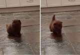 Gato con síndrome del nadador logró caminar y emocionó a miles en redes sociales