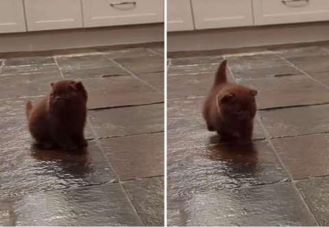 Gato con síndrome del nadador logró caminar y emocionó a miles en redes sociales