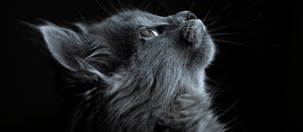 ¿Por qué se conmemoró el Día Internacional del Gato?