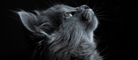 ¿Se debería cortar el pelo de un gato?