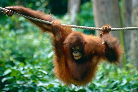 Los orangutanes, al igual que los humanos, son capaces de comunicar el pasado