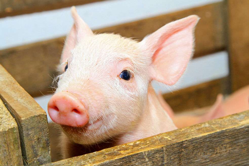 Un minipig pink, uno de los más populares.  / Istockphoto