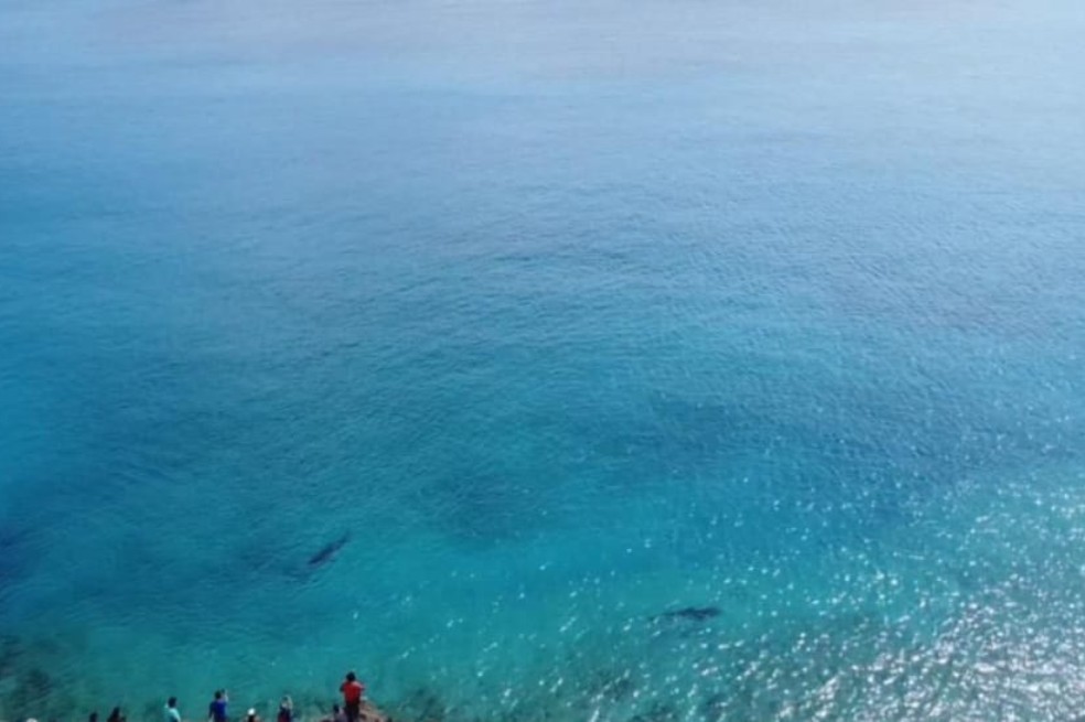 Proteger y conservar los tiburones de Seaflower le trae beneficios a la comunidad del archipiélago.