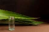 ¿De qué planta se hace el tequila? Usos y beneficios del agave azul