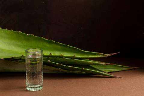 ¿De qué planta se hace el tequila? Usos y beneficios del agave azul