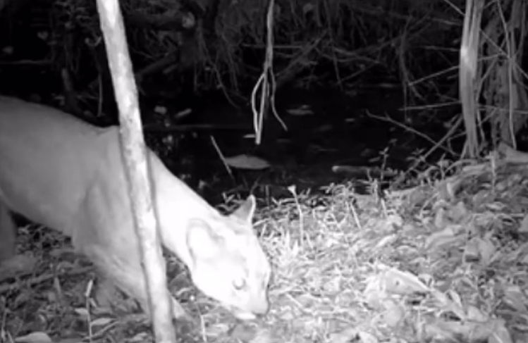 El puma se registró a través de una de las 15 cámaras trampa ubicadas en el área protegida del corregimiento El Manzanillo.