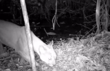 Por primera vez se registra un puma en un área protegida de Itagüi, en Antioquia