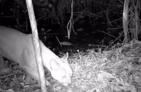 Por primera vez se registra un puma en un área protegida de Itagüi, en Antioquia