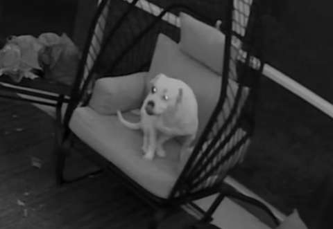La divertida razón por la que un perro despertó a su dueña a altas horas de la noche (video)