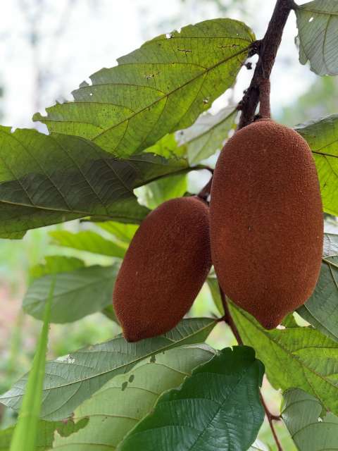 Envían a Brasil manteca de copoazú cultivada en la Amazonía colombiana