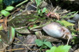 Observan el que sería el primer caso de canibalismo sexual en ranas