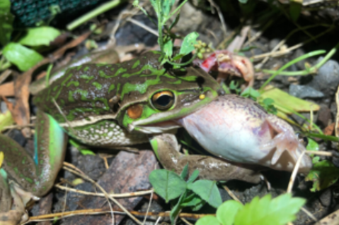 Observan el que sería el primer caso de canibalismo sexual en ranas