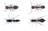 La araña que se disfraza de hormiga para defenderse de sus depredadores